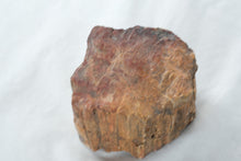 Load image into Gallery viewer, Natural Petrified Wood Fossil Log Section Display Specimen 4 Inch