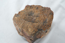 Load image into Gallery viewer, Natural Petrified Wood Fossil Log Section Display Specimen 4 Inch