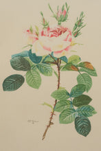 Load image into Gallery viewer, “Rosier des Parfumeurs” – Botanical Rose Print After Pierre-Joseph Redouté (17.5" x 22")