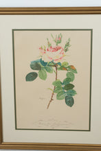 Load image into Gallery viewer, “Rosier des Parfumeurs” – Botanical Rose Print After Pierre-Joseph Redouté (17.5" x 22")