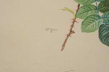 Load image into Gallery viewer, “Rosier des Parfumeurs” – Botanical Rose Print After Pierre-Joseph Redouté (17.5" x 22")