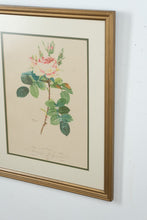 Load image into Gallery viewer, “Rosier des Parfumeurs” – Botanical Rose Print After Pierre-Joseph Redouté (17.5" x 22")