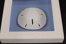 Load image into Gallery viewer, Sand Dollar by Beachcombers Int'l Inc