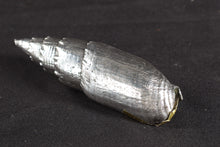 Load image into Gallery viewer, Silver Seashell- Maitland Smith