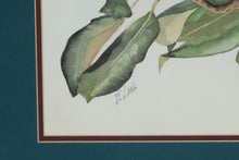 Load image into Gallery viewer, “Southern Charm II” by B. Long – Magnolia Botanical Print – Framed Wall Art 34” x 28.5”