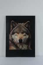 Load image into Gallery viewer, Stamates Alpha Male Wolf Wildlife Poster Framed 23 x 32
