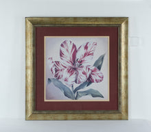 Load image into Gallery viewer, Framed Botanical Print Stripey Tulip I by Galley with Gilded Frame