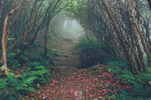 Load image into Gallery viewer, The Garden Path - Framed Photograph - G Newton