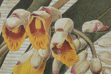 Load image into Gallery viewer, Tropical Orchid by Hussy # 1