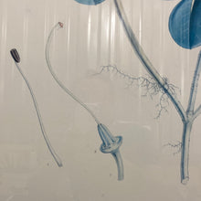 Load image into Gallery viewer, Antique Joseph Dalton Hooker Botanical Lithograph Pair Rhododendron Thomsoni Fulgens Framed