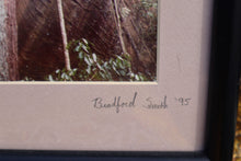 Load image into Gallery viewer, Interesting Framed Forest Photograph - Bradford Smith