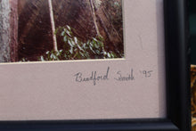Load image into Gallery viewer, Interesting Framed Forest Photograph - Bradford Smith
