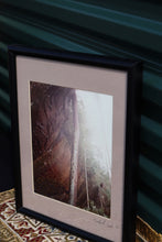 Load image into Gallery viewer, Interesting Framed Forest Photograph - Bradford Smith