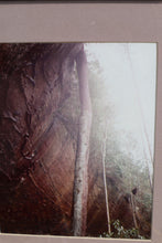 Load image into Gallery viewer, Interesting Framed Forest Photograph - Bradford Smith