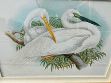 Load image into Gallery viewer, Framed Gould Water Fowl by Walter Imp