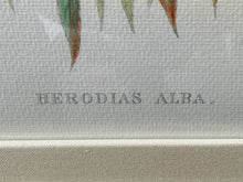 Load image into Gallery viewer, Framed Gould Water Fowl by Walter Imp