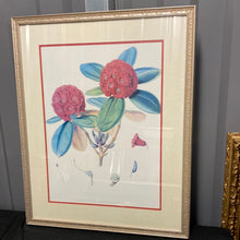 Load image into Gallery viewer, Rhododendron Fulgens, Hook. Fil - Framed Lithograph