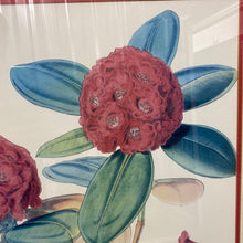 Load image into Gallery viewer, Rhododendron Fulgens, Hook. Fil - Framed Lithograph