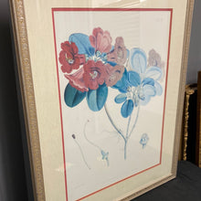 Load image into Gallery viewer, Rhododendron Thomsoni, Hook. Fil - Framed Lithograph
