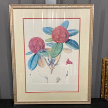 Load image into Gallery viewer, Rhododendron Fulgens, Hook. Fil - Framed Lithograph