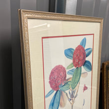 Load image into Gallery viewer, Rhododendron Fulgens, Hook. Fil - Framed Lithograph