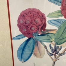 Load image into Gallery viewer, Rhododendron Fulgens, Hook. Fil - Framed Lithograph