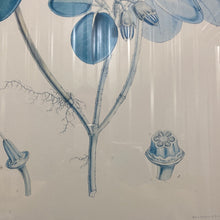 Load image into Gallery viewer, Rhododendron Thomsoni, Hook. Fil - Framed Lithograph