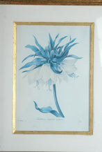 Load image into Gallery viewer, Pair Framed Fritillaria Imperiale Botanical Prints Redoute Style 17 x 20
