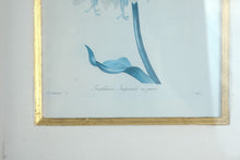 Load image into Gallery viewer, Pair Framed Fritillaria Imperiale Botanical Prints Redoute Style 17 x 20
