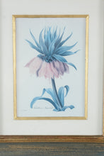 Load image into Gallery viewer, Pair Framed Fritillaria Imperiale Botanical Prints Redoute Style 17 x 20
