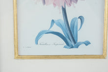 Load image into Gallery viewer, Pair Framed Fritillaria Imperiale Botanical Prints Redoute Style 17 x 20
