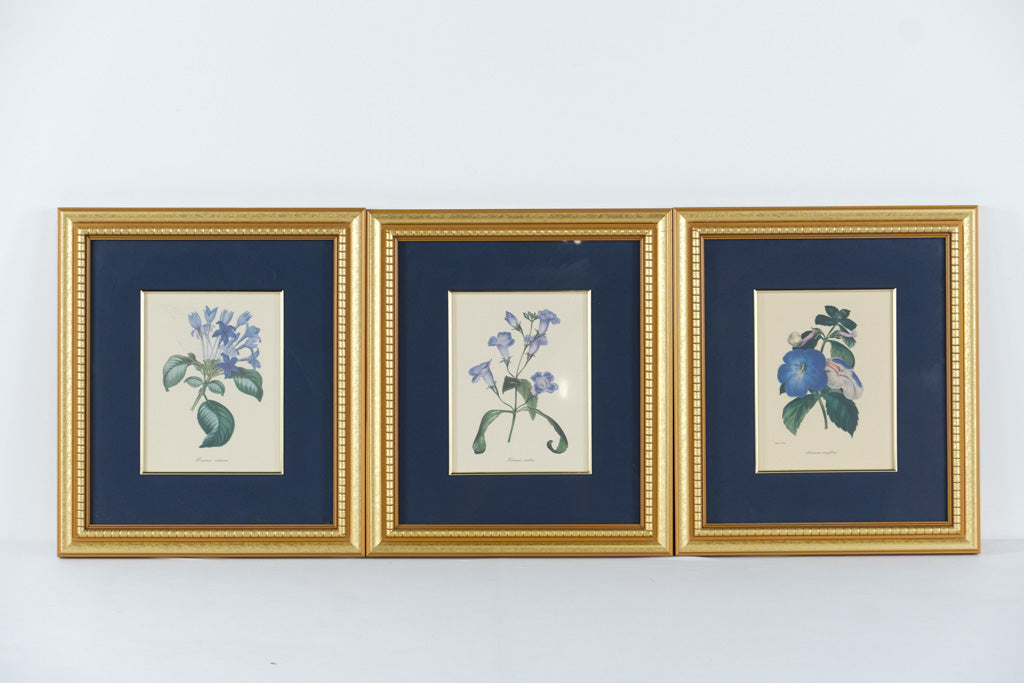 Set of 3 Framed Botanical Prints – Blue Floral Series (Achimenes, Torrenia, Hindsia) – 14.5