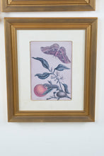 Load image into Gallery viewer, Set of 4 Framed Botanical Insect Prints Gold Frames 16 x 19
