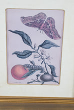 Load image into Gallery viewer, Set of 4 Framed Botanical Insect Prints Gold Frames 16 x 19
