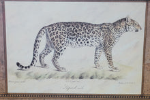 Load image into Gallery viewer, Safari Animal Wall Art Set Elephant Lion Leopard Framed Prints USA
