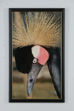 Load image into Gallery viewer, &quot;Crowned Majesty&quot; – Framed Photograph of an African Crowned Crane
