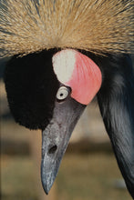 Load image into Gallery viewer, &quot;Crowned Majesty&quot; – Framed Photograph of an African Crowned Crane
