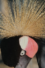 Load image into Gallery viewer, &quot;Crowned Majesty&quot; – Framed Photograph of an African Crowned Crane

