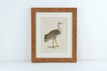 Load image into Gallery viewer, Edwards Bustard Otis Edwardsi Framed Bird Print Natural History Art 23 Inch
