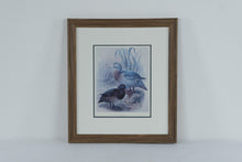 Load image into Gallery viewer, Blue Duck Waterfowl Bird Art Framed Wildlife Print Wood Frame 18 x 21

