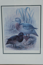 Load image into Gallery viewer, Blue Duck Waterfowl Bird Art Framed Wildlife Print Wood Frame 18 x 21

