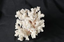 Load image into Gallery viewer, Natural White Branch Coral Specimen Large Decorative Reef Display 7.5 Inch
