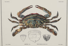 Load image into Gallery viewer, &quot;Crustacea Tab X&quot; John Richard Crabs 35 x 30
