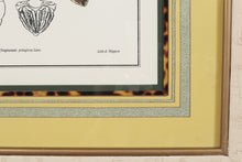 Load image into Gallery viewer, &quot;Crustacea Tab X&quot; John Richard Crabs 35 x 30
