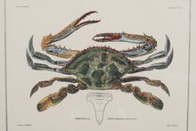 Load image into Gallery viewer, &quot;Crustacea Tav IX&quot; John Richard Crabs 35 x 30
