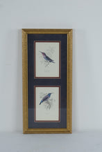 Load image into Gallery viewer, Vintage Hummingbird and Sunbird Natural History Prints Framed Gold 9 x 20
