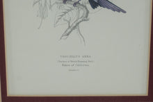Load image into Gallery viewer, Vintage Hummingbird and Sunbird Natural History Prints Framed Gold 9 x 20
