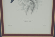 Load image into Gallery viewer, Vintage Hummingbird and Sunbird Natural History Prints Framed Gold 9 x 20
