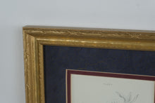 Load image into Gallery viewer, Vintage Hummingbird and Sunbird Natural History Prints Framed Gold 9 x 20
