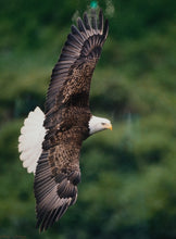 Load image into Gallery viewer, Michael Johnson Bald Eagle Limited Edition Wildlife Print Signed Numbered Framed
